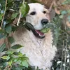 thegoldengizzie