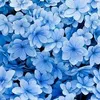blue280923