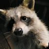raccoonrollcall