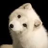 foxintundras