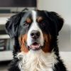 gimli_theberner
