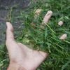 chopper.rumput.malang