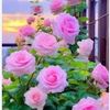 riva.islam270