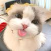 nisa_vera7