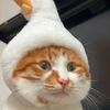 Code.Cat
