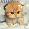 azzzzz_153