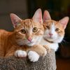 catworld087