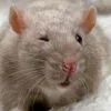 Ratted Memes