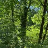 wewiswmann
