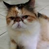mami.adhit