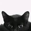 nox_hah