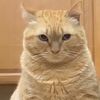 Fans Timmy the Chonk