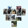 equestrian_602