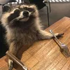enzoforraccoon