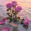 23heba31