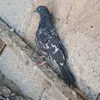 سہمہ سہؤُمہ