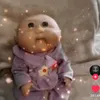 imindianandimaragebaiter
