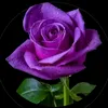 user24618157915441