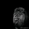 hesham2482