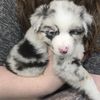 castiel_the_aussie