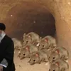 bezudie.azadie
