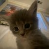 cat_2347_