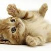 lulucat157