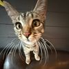 mauimountmeowmeow