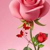 nasar.ahmad759