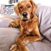 a.splash.of.goldens