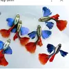 Công Guppy 1