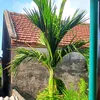 haiyen_05669