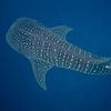 marinebiology919
