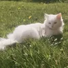 880meowriss880