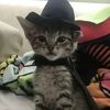 Everything about cats