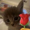 starchild_king_clawthone