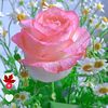 user3117755695441