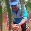 abahbawang