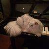 mi_lo226