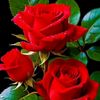 user4130105659137