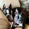 twobostons_luci_dotti