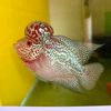 zinmin.aung420