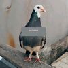 penghobymerpati2