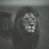 ﮼الله ﮼غالب🦁☝🏻