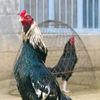 aseelkingkhan22