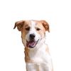 grahamtherescue