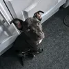 bull_pei_pablo
