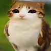 meowl