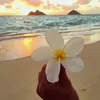 h_miszewskaa