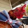 canes.the.rooster